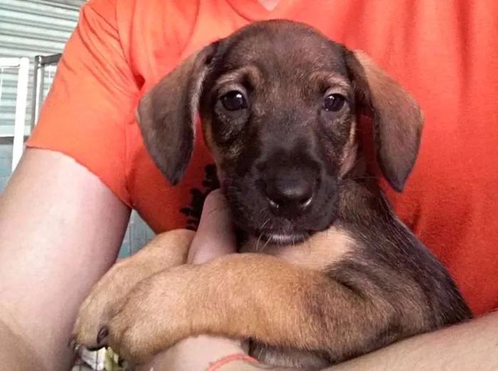 Cachorro ra a SRD idade Abaixo de 2 meses nome Polly