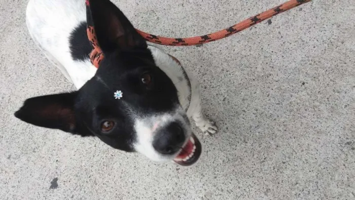 Cachorro ra a SRD idade 1 ano nome Lolla