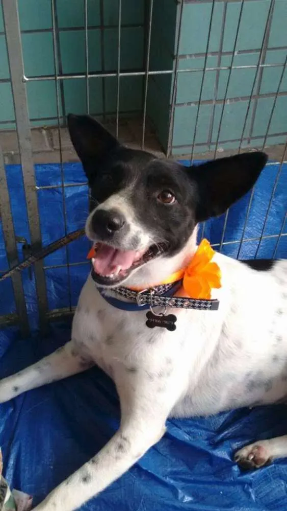 Cachorro ra a SRD idade 1 ano nome Lolla