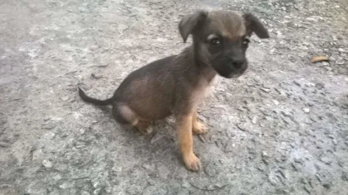 Cachorro raça indefinida idade 2 a 6 meses nome Madruguinha