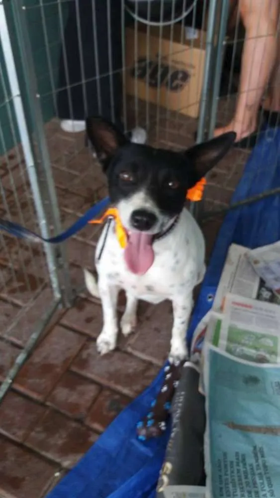 Cachorro ra a SRD idade 1 ano nome Lolla