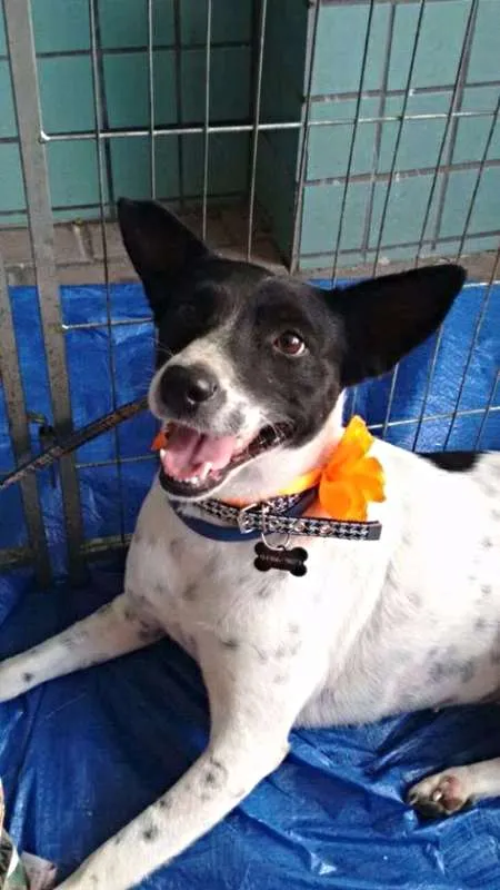 Cachorro ra a SRD idade 1 ano nome Lolla
