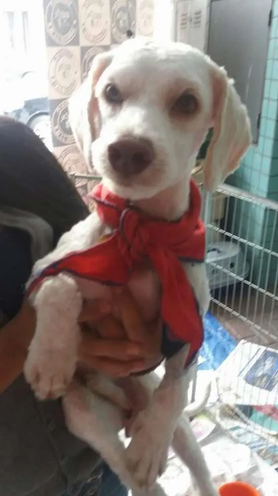 Cachorro ra a SRD idade 1 ano nome Brown