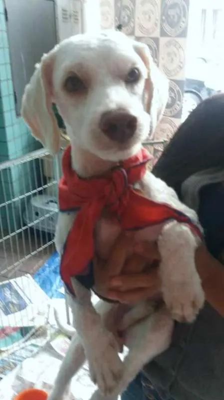 Cachorro ra a SRD idade 1 ano nome Brown