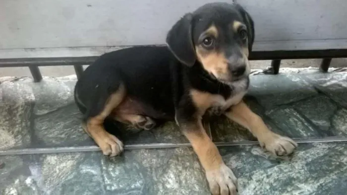 Cachorro raça Indefinido idade 2 a 6 meses nome Luna