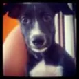 Boris