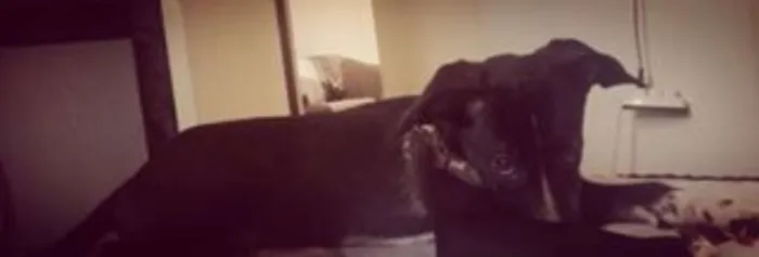 Cachorro ra a Mestiço idade 2 a 6 meses nome Boris