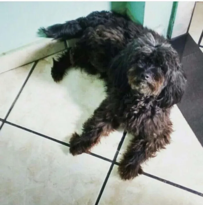 Cachorro raça Puldo com pequinês idade 5 anos nome Natasha