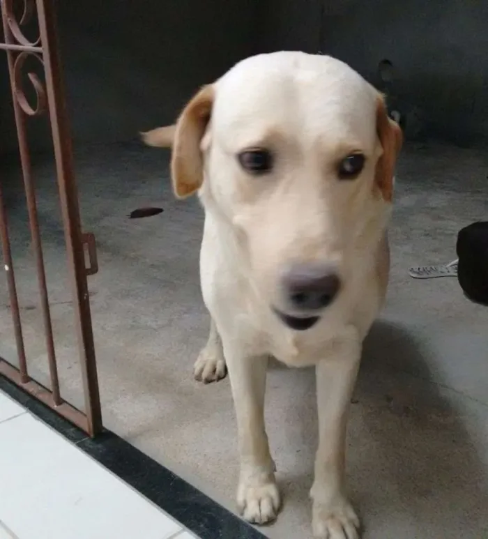 Cachorro raça Labrador idade 4 anos nome Eiko