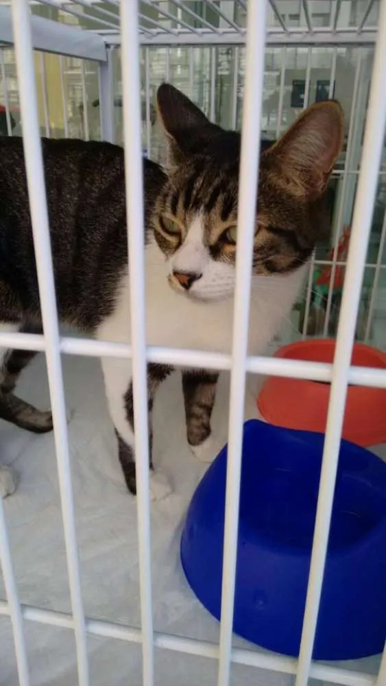 Gato raça SRD idade 1 ano nome Catarina