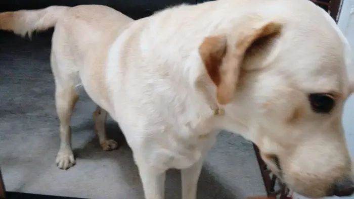 Cachorro raça Labrador idade 4 anos nome Eiko