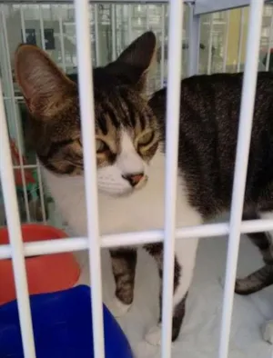 Gato raça SRD idade 1 ano nome Catarina