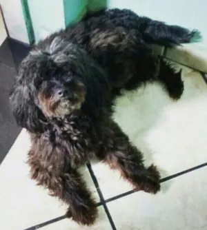 Cachorro raça Puldo com pequinês idade 5 anos nome Natasha