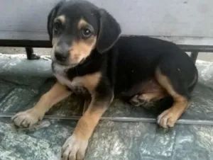 Cachorro raça Indefinido idade 2 a 6 meses nome Luna