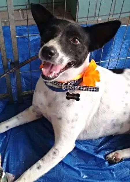 Cachorro ra a SRD idade 1 ano nome Lolla
