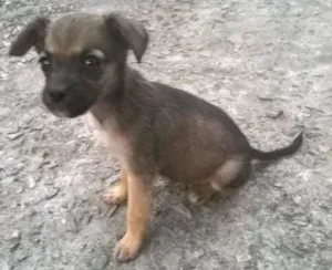 Cachorro raça indefinida idade 2 a 6 meses nome Madruguinha