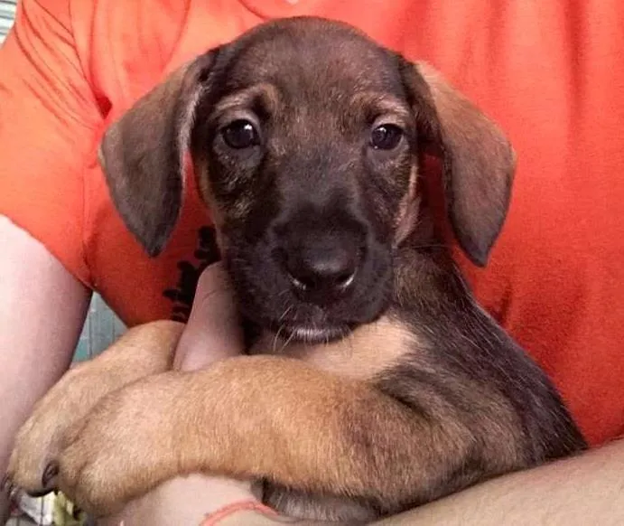 Cachorro ra a SRD idade Abaixo de 2 meses nome Polly