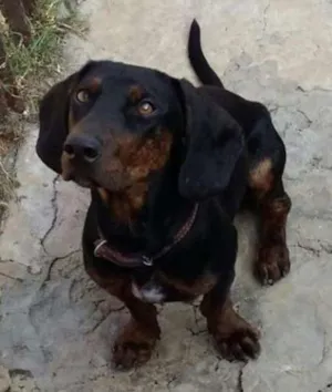 Cachorro raça Basset idade 1 ano nome ADOTE