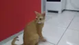 simba