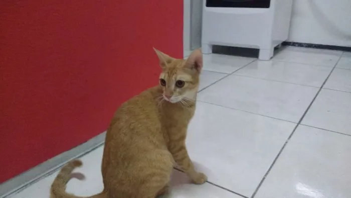 Gato ra a  idade 2 anos nome simba