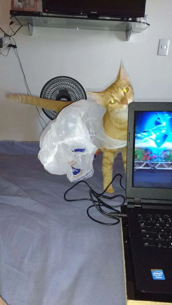 Gato ra a  idade 2 anos nome simba