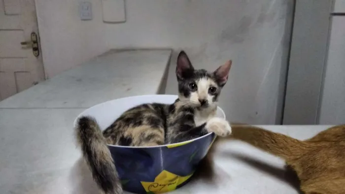 Gato ra a  idade 1 ano nome charlot