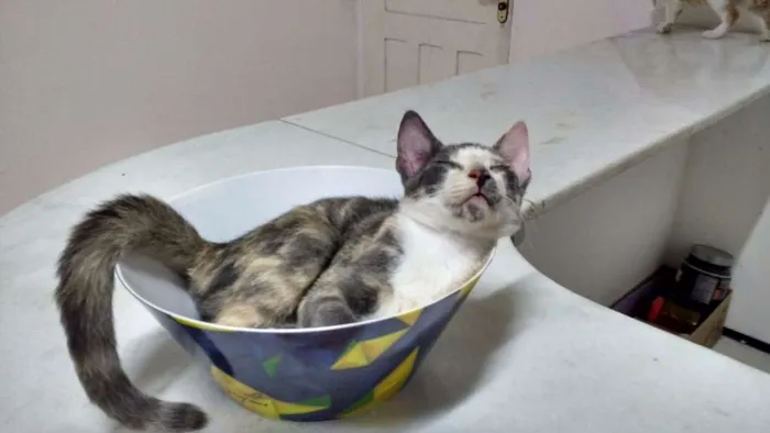 Gato ra a  idade 1 ano nome charlot
