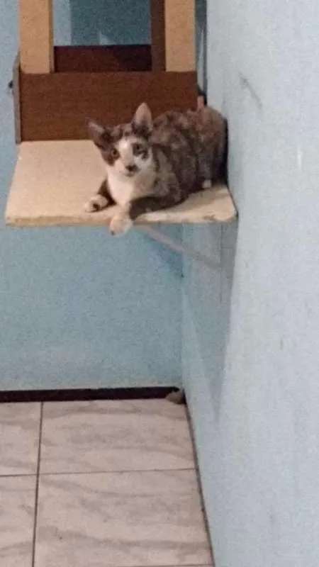 Gato ra a  idade 1 ano nome charlot