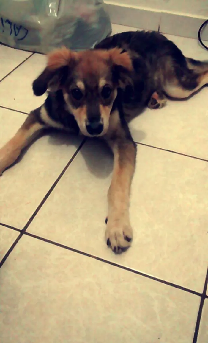 Cachorro ra a vira lata idade 1 ano nome kiara