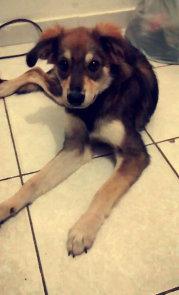 Cachorro ra a vira lata idade 1 ano nome kiara
