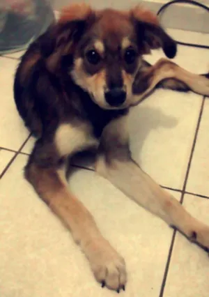 Cachorro raça vira lata idade 1 ano nome kiara