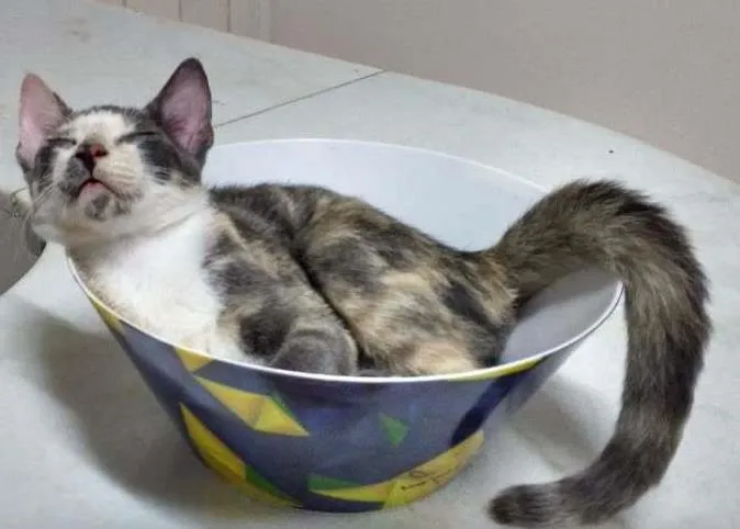 Gato ra a  idade 1 ano nome charlot