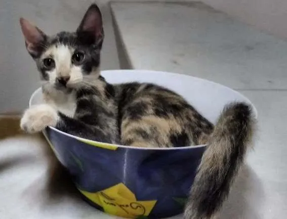 Gato ra a  idade 1 ano nome charlot