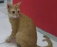 simba