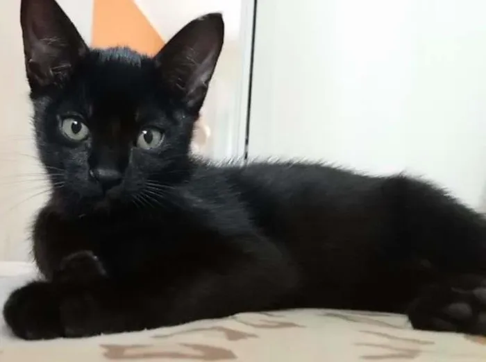 Gato ra a Gato idade Abaixo de 2 meses nome Sem Nome