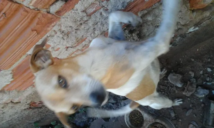 Cachorro ra a Fox Paulistinha idade 1 ano nome Thor