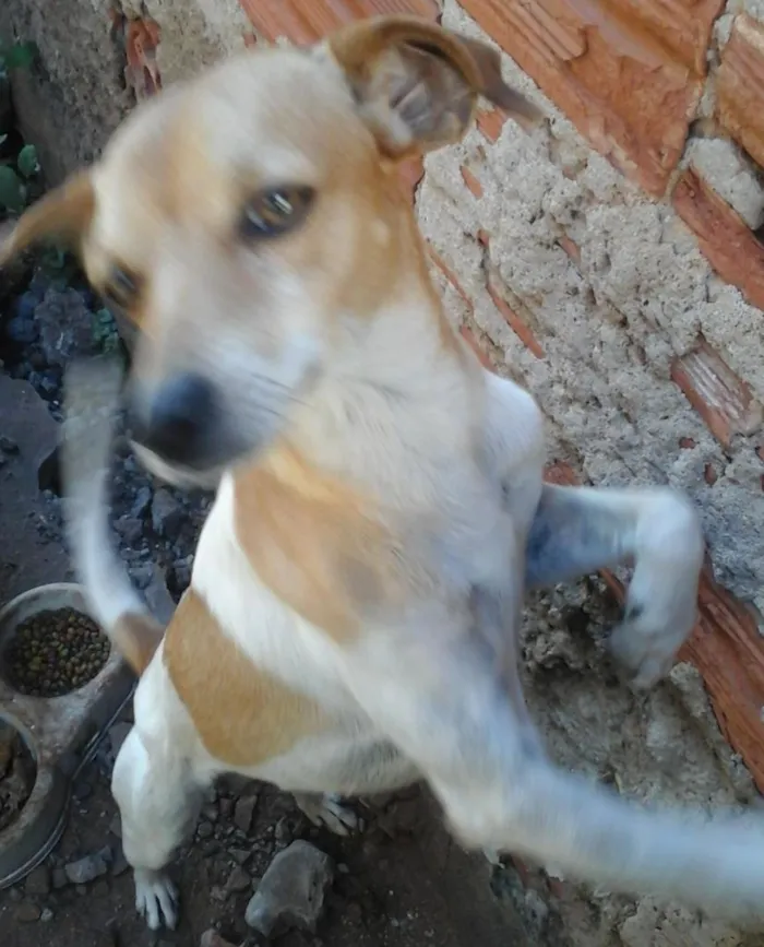 Cachorro ra a Fox Paulistinha idade 1 ano nome Thor