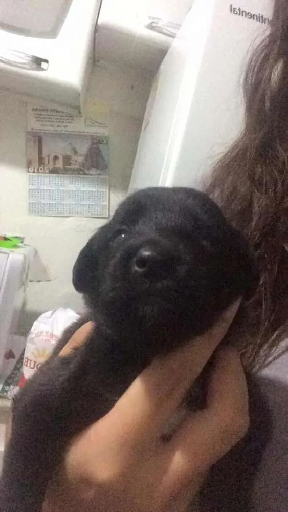 Cachorro raça Nao definida  idade Abaixo de 2 meses nome Filhotes