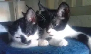 Gato raça  idade Abaixo de 2 meses nome Filhotes