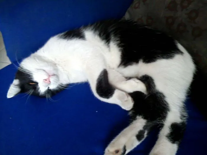 Gato ra a Não sei idade 1 ano nome Nino