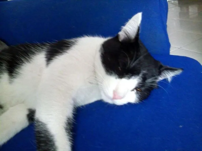 Gato ra a Não sei idade 1 ano nome Nino