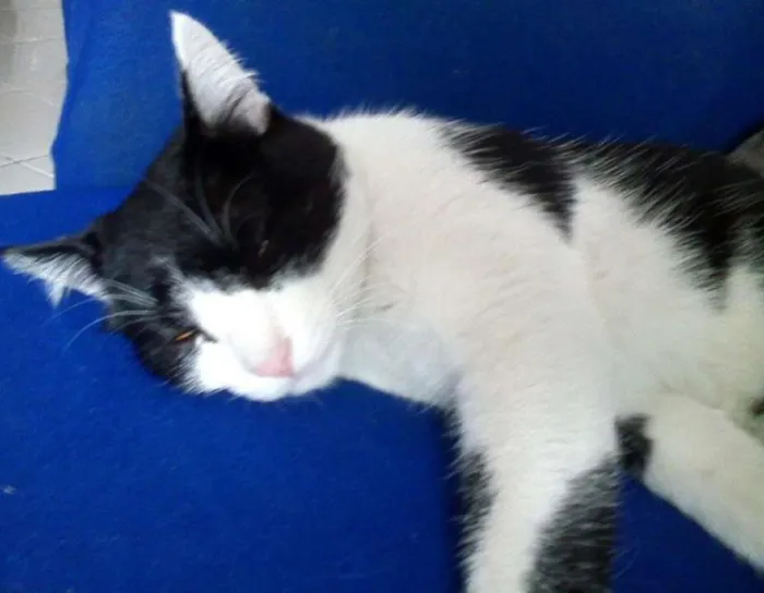 Gato ra a Não sei idade 1 ano nome Nino