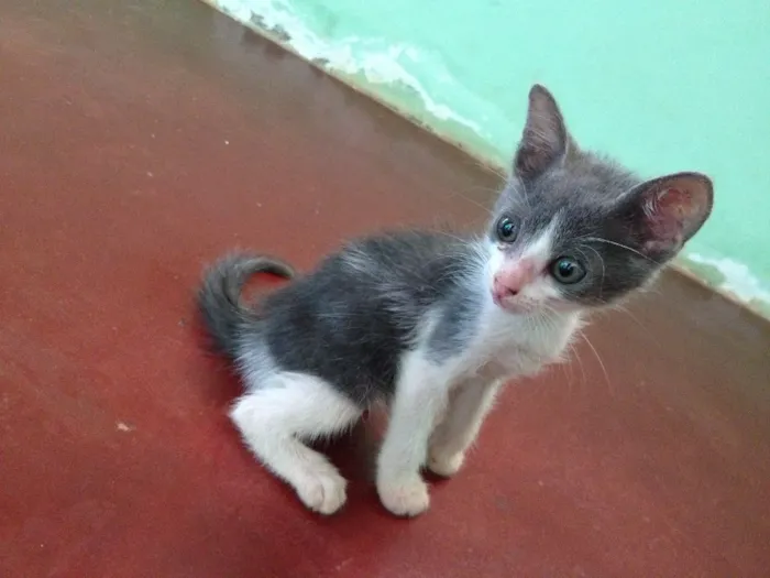 Gato ra a  idade Abaixo de 2 meses nome Não tem nome