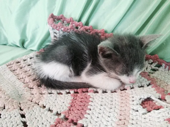 Gato ra a  idade Abaixo de 2 meses nome Não tem nome