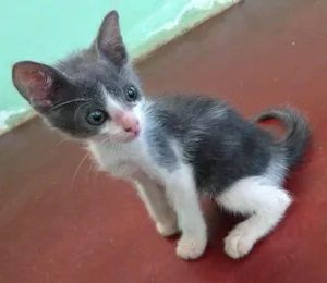 Gato raça  idade Abaixo de 2 meses nome Não tem nome