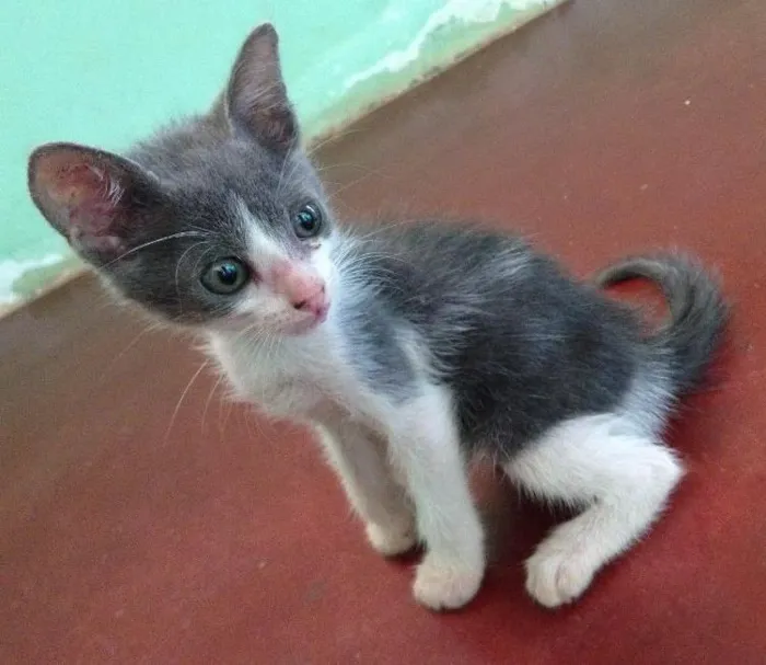 Gato ra a  idade Abaixo de 2 meses nome Não tem nome