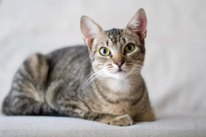 Gato ra a não tem idade 2 a 6 meses nome Julia