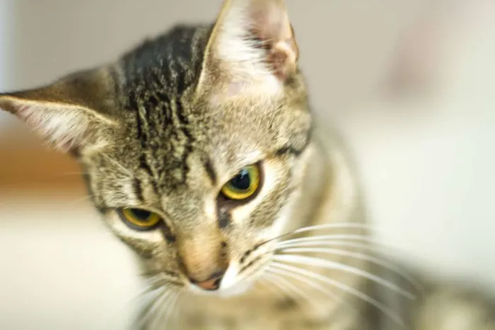 Gato ra a não tem idade 2 a 6 meses nome Julia