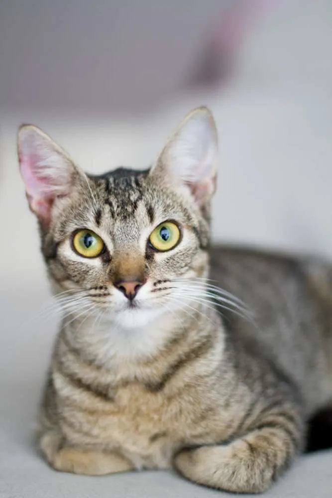 Gato ra a não tem idade 2 a 6 meses nome Julia