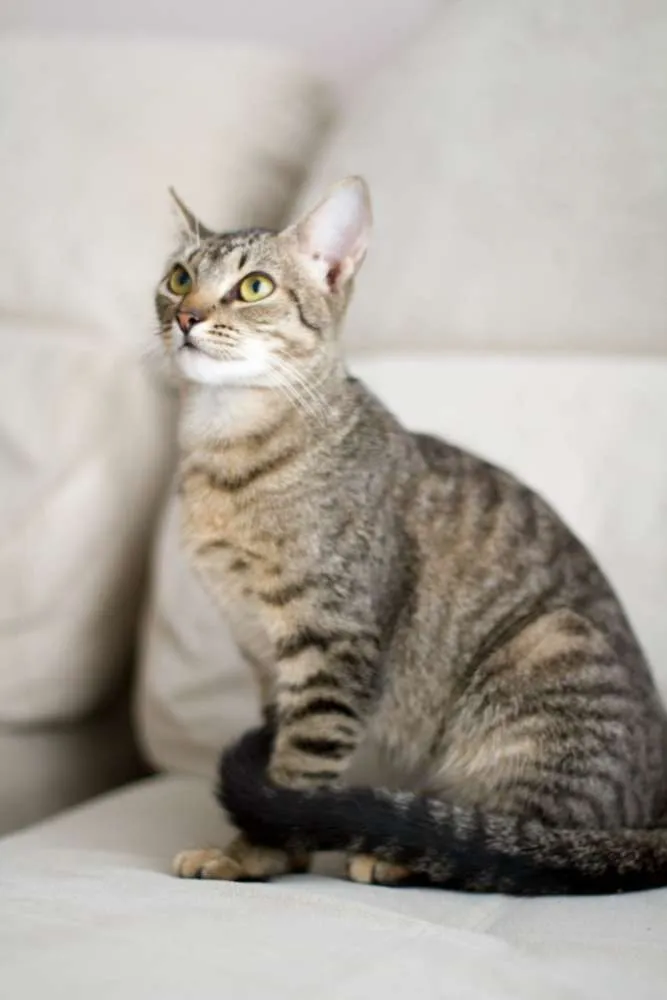 Gato ra a não tem idade 2 a 6 meses nome Julia